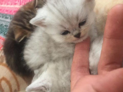Kedilerimiz için rezerve alıyoruz