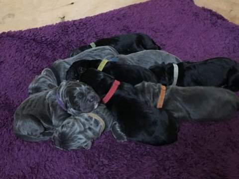 Dev cane corso yavruları