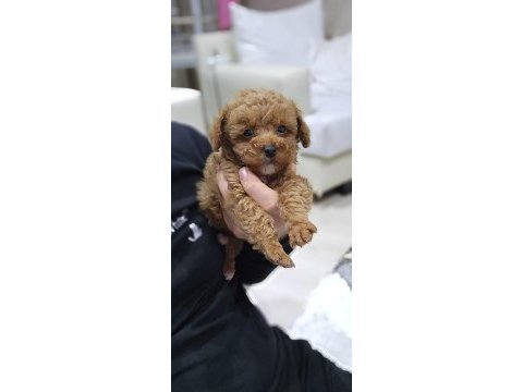 500 gram micro teacup yavruları orjinal ve safkan poodle