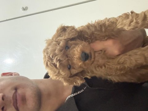 Kore toy poodle