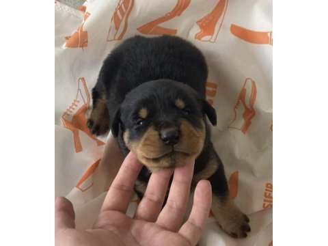 Rottweiler uygun sahiplendirilecektir