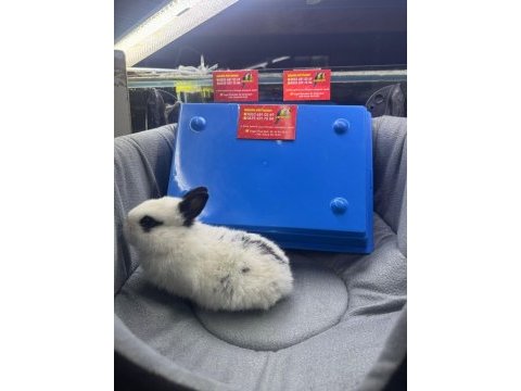 Cüce netherland dwarf tavşanlar