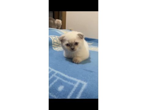 Scottish fold point prensesler