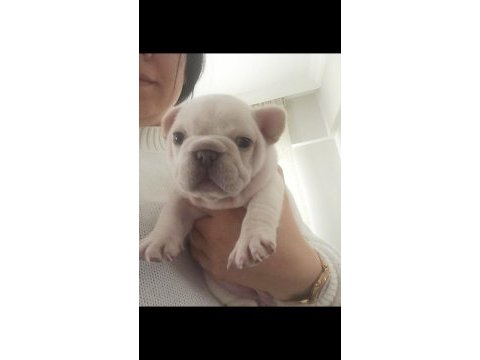 Egzotik french bulldog lilac tan platinum erkek bebekler