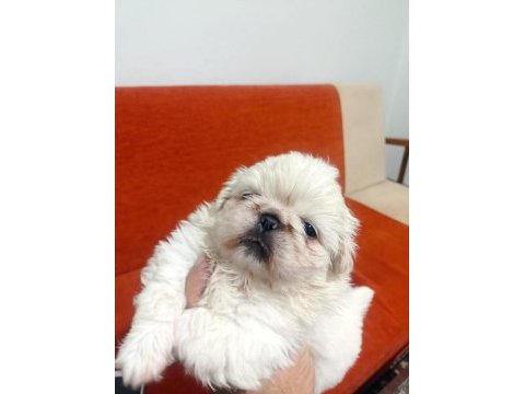 Pekinez yavru köpekler
