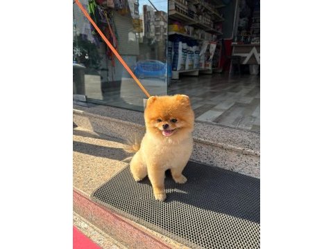 Pomeranian boo ayı surat 1.5 yaşında