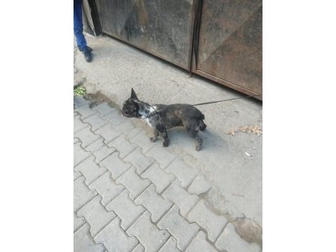 Nadir ırk bulldog merle