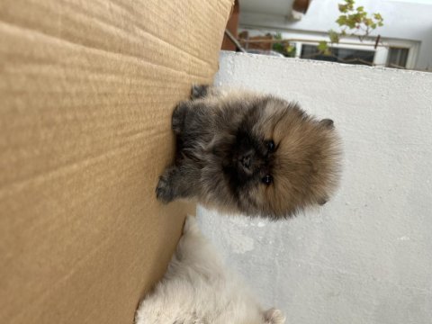 Pomeranian yavrumuz