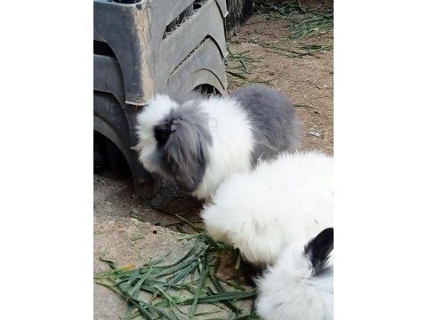 Tavşanlar