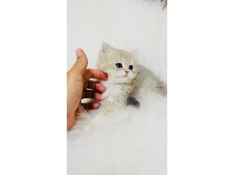 Blh ay 11 erkek yavru british longhair