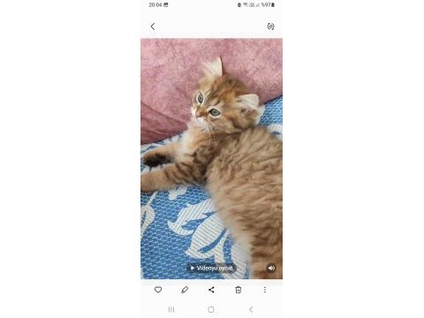 Sahibinden british longhair kedisi