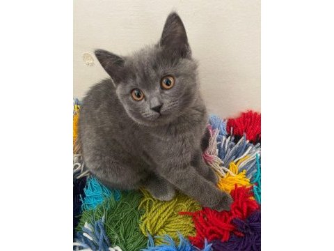 Orjinal british shorthair yavrular