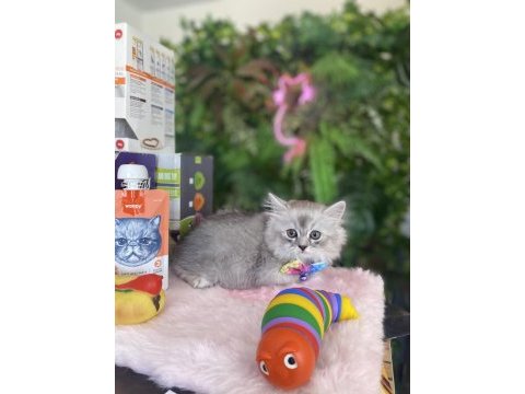 Sağlık ırk garantili british longhair yavrularım