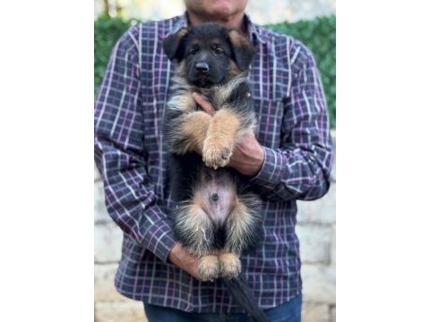 A kalite full şecereli yavrular