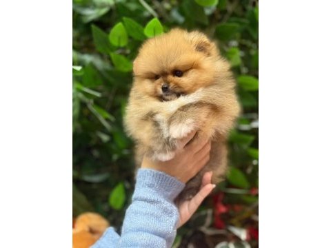 A kalite pomeranian yavrular