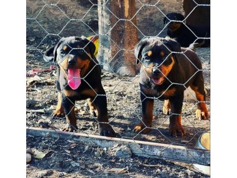 Üretim çiftliğinden rottweiler yavrular