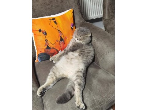 Erkek scottish fold kedisi