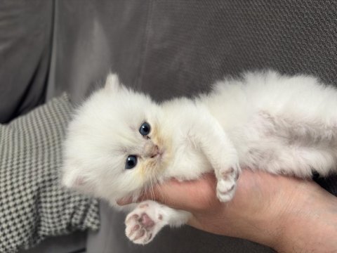 British shorthair 40 günlük erkek yavru