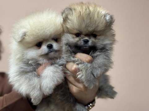 Petmode köpek çiftliğinde ziyarete açık pomeranian