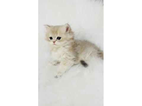 Blh ay 11 erkek yavru british longhair