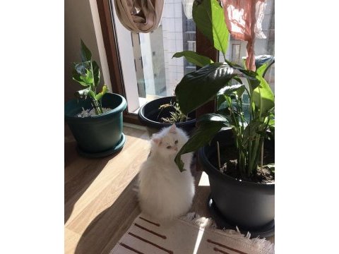 Chinchilla kedilerimize yuva arıyoruz