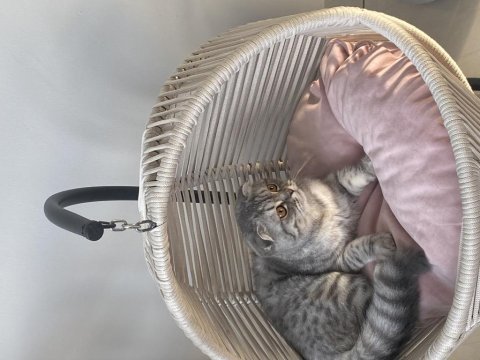 Kızımız yeni sahiplerini bekliyor scottish fold