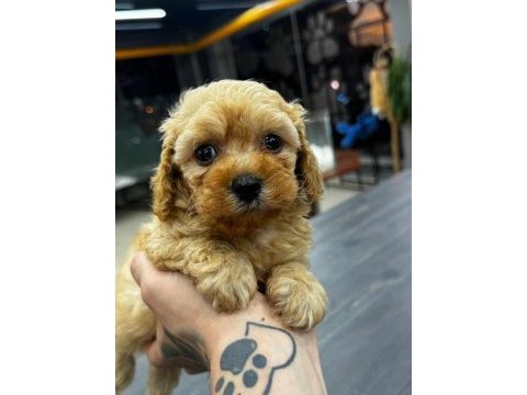 Koyu kahve maltipoo yavrularım
