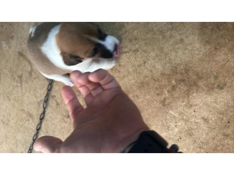 Orjinal jack russell 45 günlük oldular