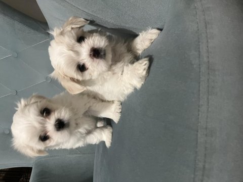 Kore maltese yavruları