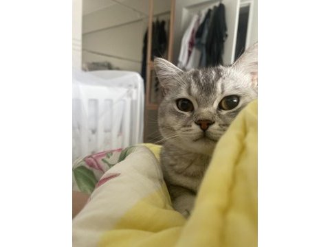 1 yaşındaki oğlumuz ailesini arıyor british shorthair