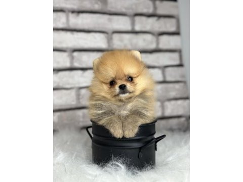 A kalitenin ötesi pomerian boo dünyası