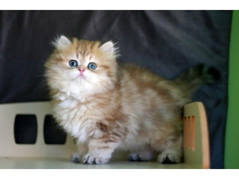 2,5 aylık british longhair erkek yavru