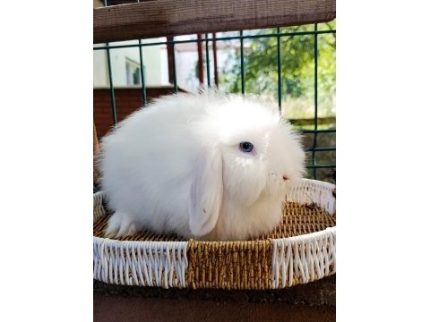 Hollanda teddy lop damızlık takım tavşan
