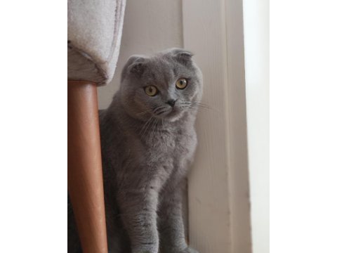 10 aylık erkek scottish fold