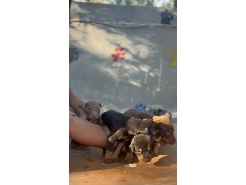 Asil ve sevimli doberman kapıda ödeme