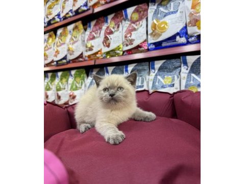 British shorthair bluepoınt yavruları
