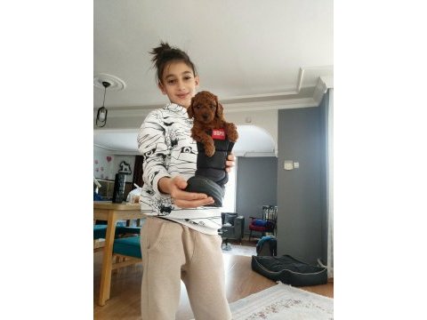 Toy poodle yavrular
