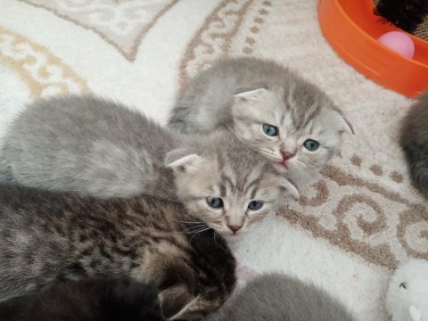 British shorthair ve longhair yavrularım