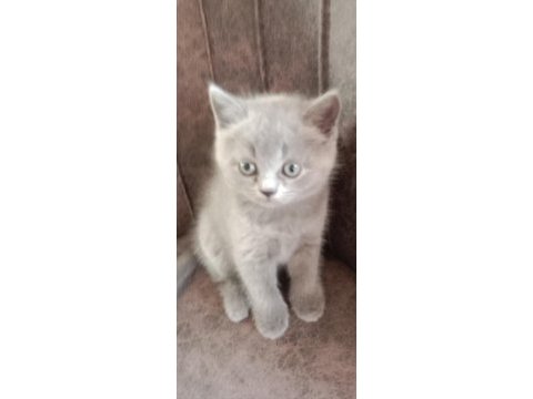 Birbirinden tatlış british shorthair bebekler