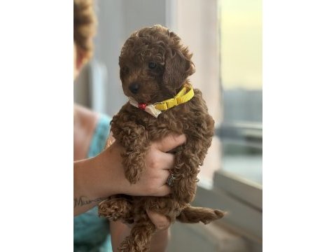 Evde büyüyen poodle bebeklerim