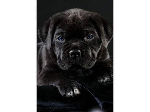 Siyah cane corso bebeklerimiz