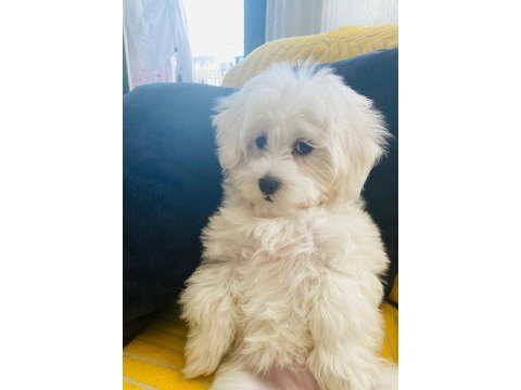 Maltese terrier 6 aylık dişi sahiplendirilecektir