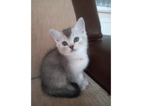 Scottish fold ve british yavrular