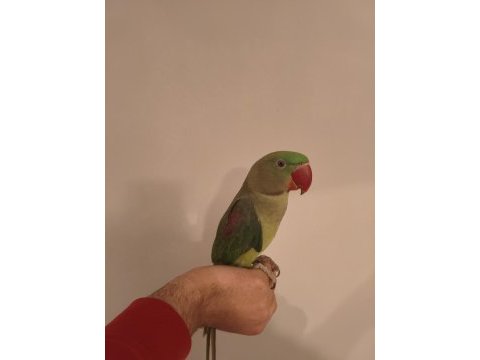 Acil satılık alexander papağanı