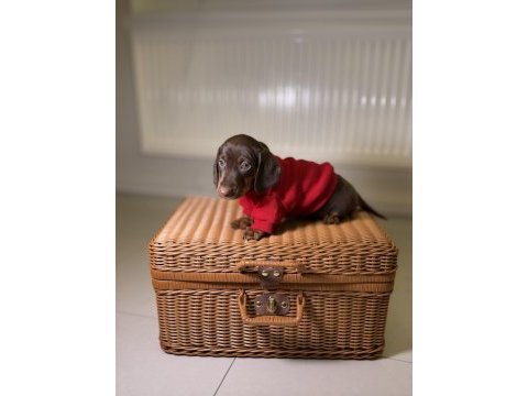 Safkan sosis dachshund yavrular