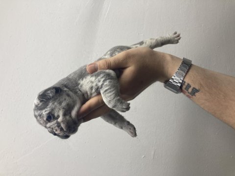 Dişi blue fluffy french bulldog