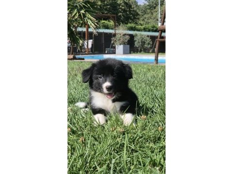 En güzel border collie yavru istanbul 
