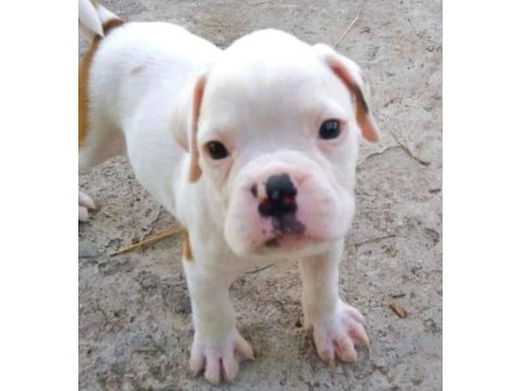 Orijinal boxer yavruları