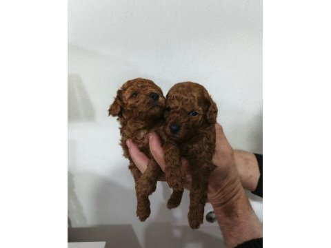 Toy poodle yavrular ırk sağlık garantili
