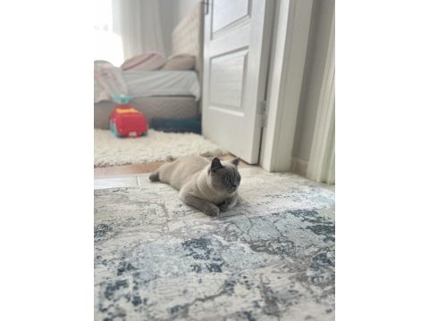 Sevimli british shorthair blue point kedimizi sahiplendirmek